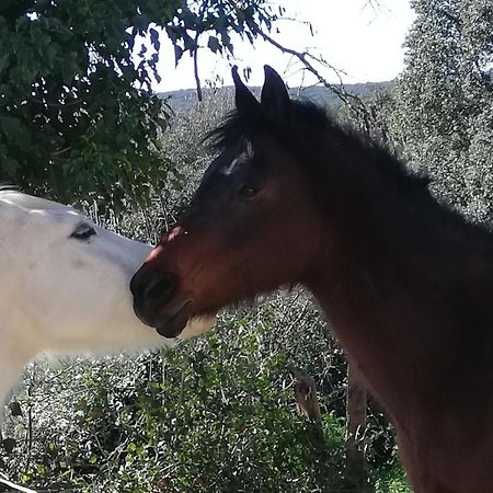 Studio Gard Calme Et Nature Russan Quarto foto