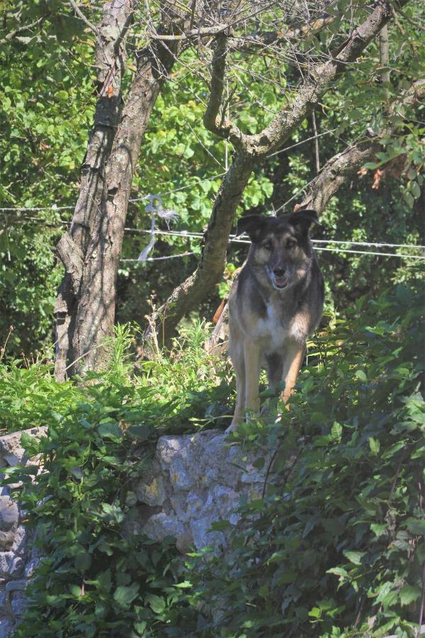 Studio Gard Calme Et Nature Russan Exterior foto